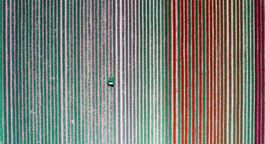 英2500萬朵郁金(jīn)香競相(xiàng)開(kāi)放(fàng) 花(huā)田如(rú)仙境