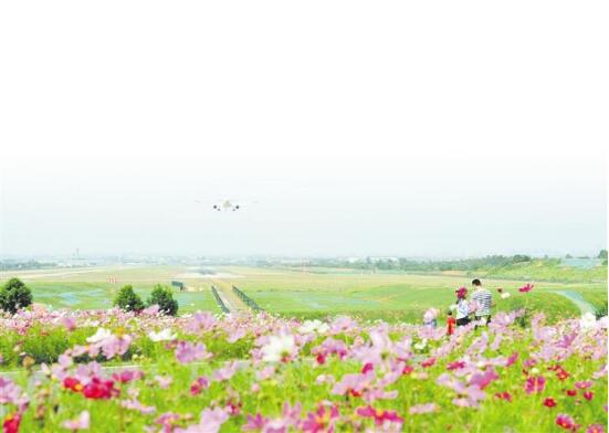 格桑花(huā)開(kāi)得(de)正豔 快(kuài)來(lái)雙流“空(kōng)港花(huā)田”打卡看(kàn)飛(fēi)機(jī)