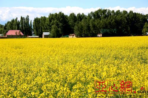 昭蘇縣62萬畝油菜花(huā)開(kāi) 花(huā)開(kāi)情動 花(huā)田醉人(rén)