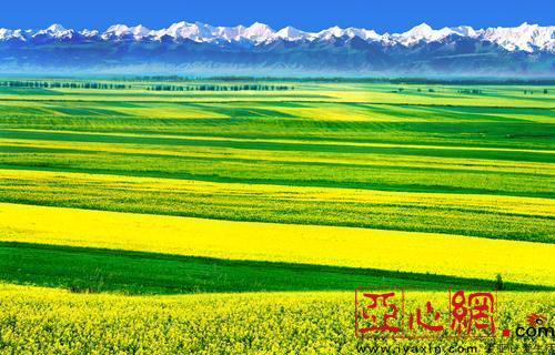 昭蘇縣62萬畝油菜花(huā)開(kāi) 花(huā)開(kāi)情動 花(huā)田醉人(rén)